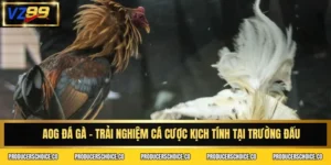 Aog đá gà
